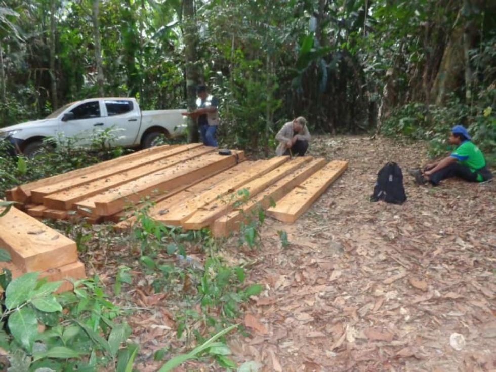 ABT Tarija decomisa madera ilegal en operativos 