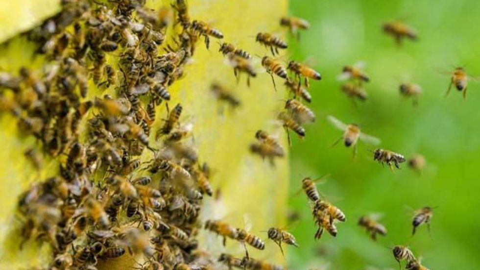Un niño y su madre fueron atacados por abejas, el menor está hospitalizado 