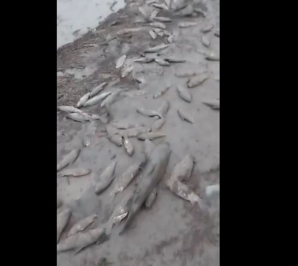 Cientos de peces muertos por borrachera de lodo en el río Pilcomayo (Video)