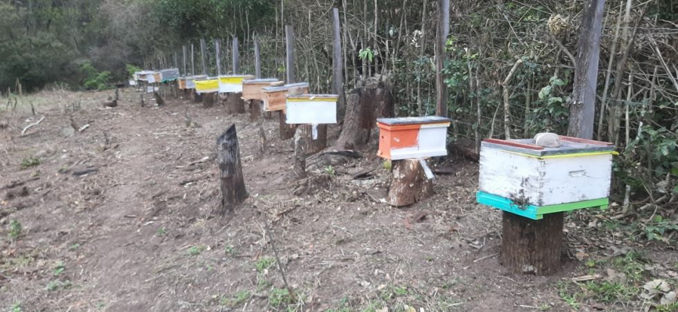 Humo de los incendios provoca la muerte de abejas 