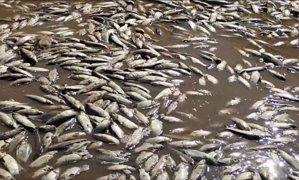 Borrachera del Pilcomayo deja miles de peces muertos  (Video)