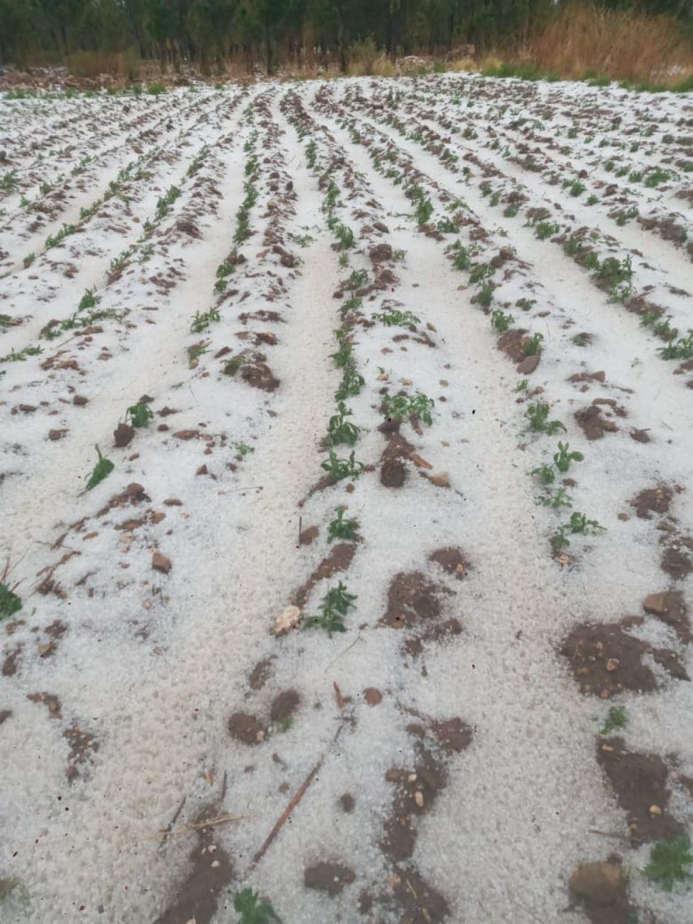 Granizada destruye cultivos agrícolas en Iscayachi