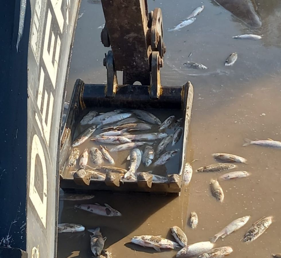 Peces muertos en el Pilcomayo provoca malos olores