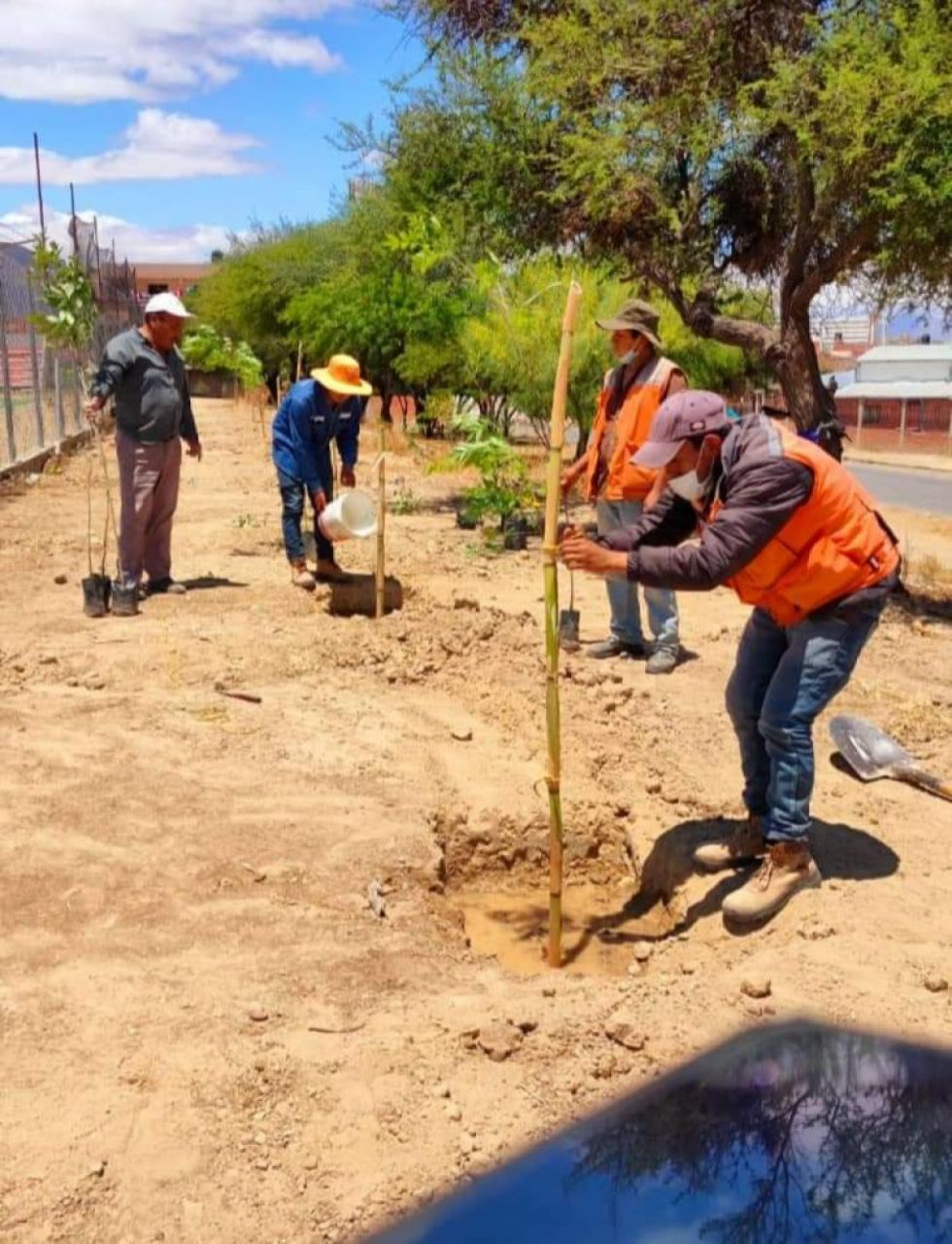 Plantarán árboles en barrios periurbanos de Tarija