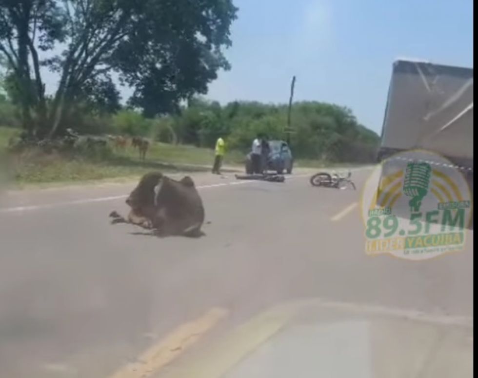 Motociclista choca contra una vaca y queda seriamente lesionado 