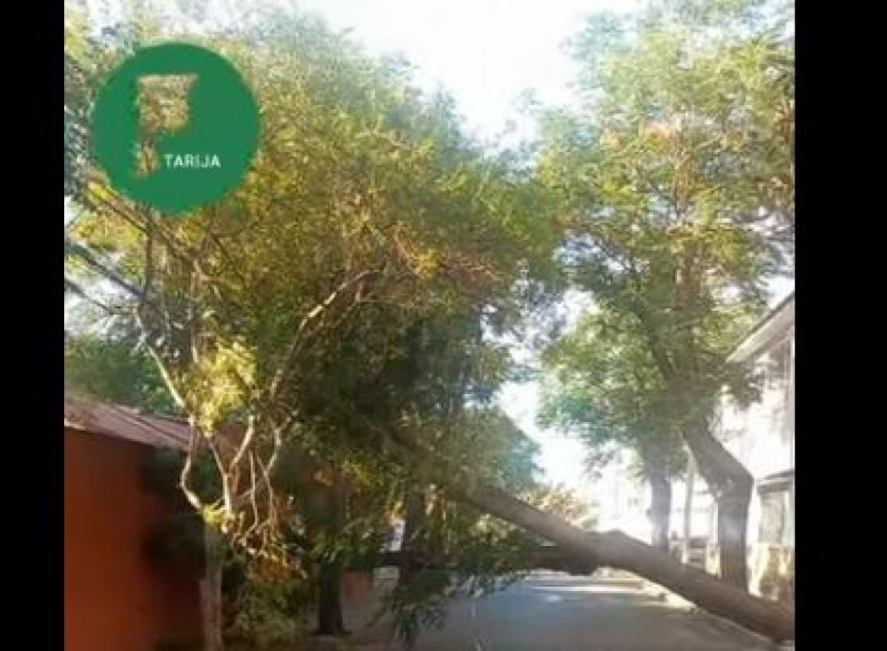 Caída de árbol corta el tránsito en calle céntrica de Tarija