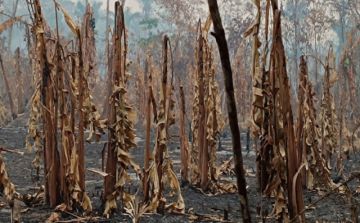Incendios: el auxilio no llega a quienes lo necesitan