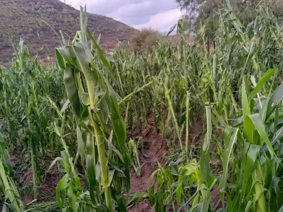 Granizada: UGR analiza daños ocasionados en el valle central de Tarija