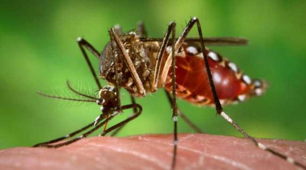 Sedes reporta 2 casos de dengue