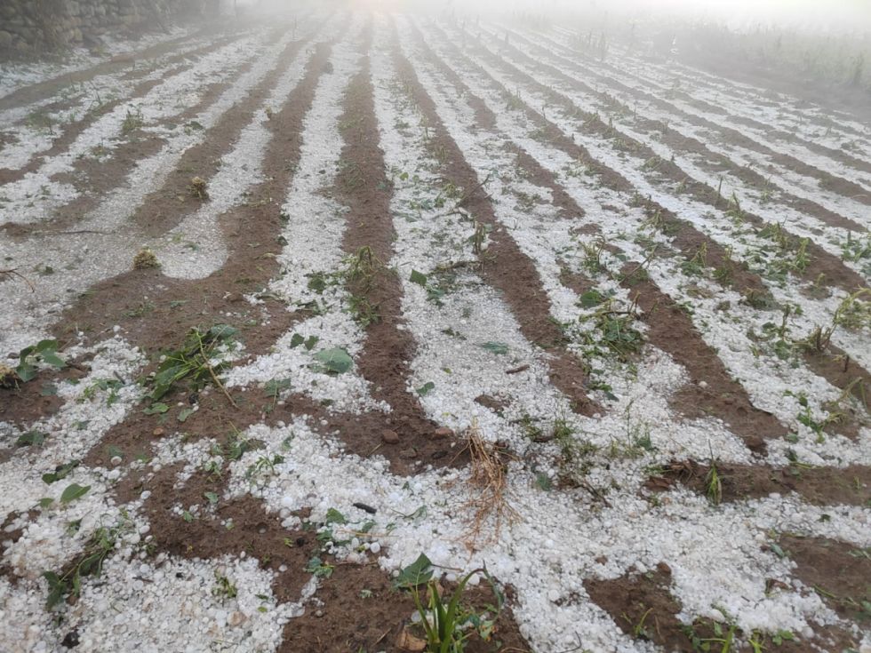 Tarija: Seis municipios reportan pérdidas agrícolas por granizada
