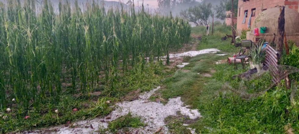 Granizada en Tarija afecta al menos "100 hectáreas" de cultivos en Tolomosa