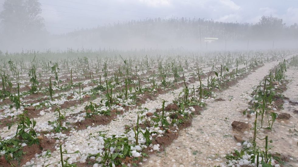 Tarija: Granizo afectó a las plantaciones de vid