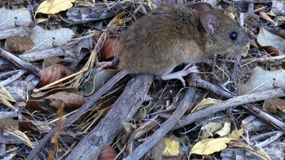 Salud en alerta por casos de hepatitis y hantavirus
