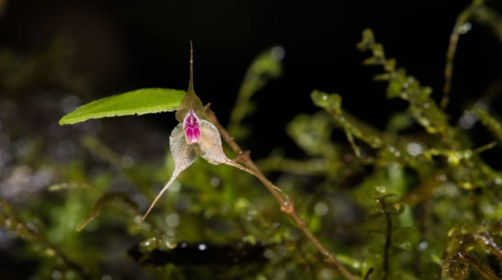 Avances en biodiversidad pero sin financiamiento, así cerró la COP 16