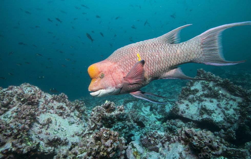 Un pez conocido como “vieja copetona” cazando alrededor de la isla de Malpelo, un área marina protegida en el Pacífico oriental tropical de Colombia