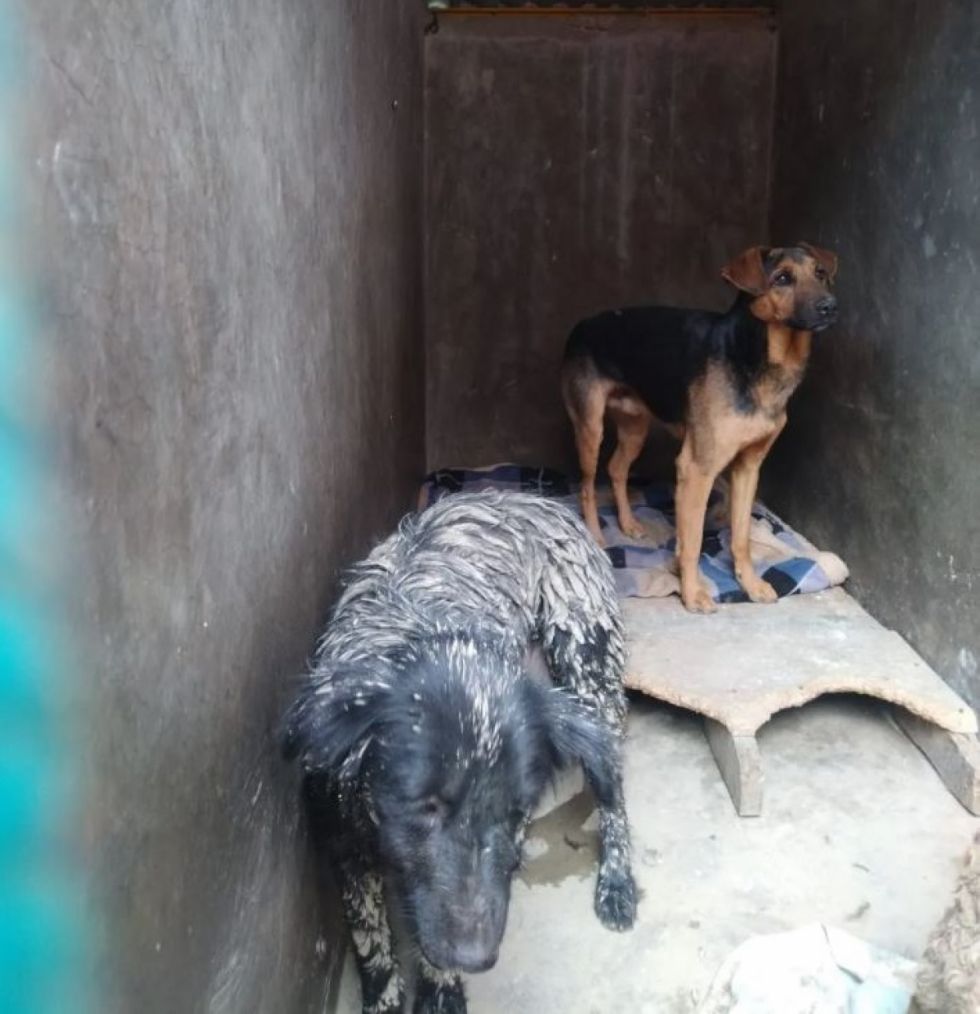 Mazamorra en Bajo Llojeta: Rescatan del lodo a tres perritos 