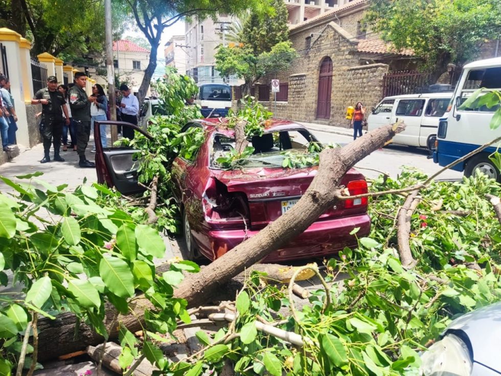 Cae rama de árbol sobre vehículo en Tarija
