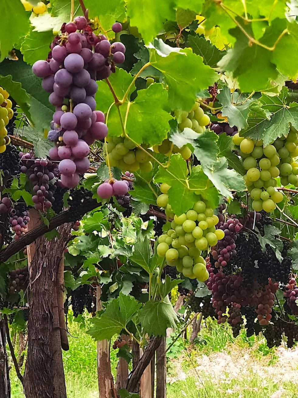 Cinco vinos para disfrutar en primavera y verano, con maridaje