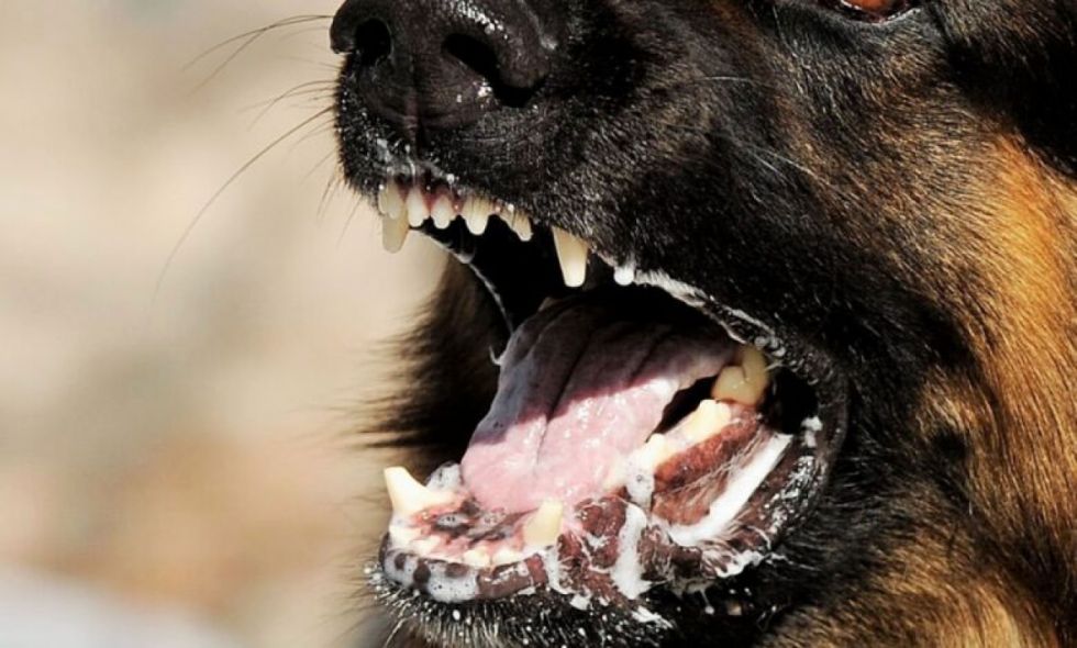 Reportan dos casos de rabia canina, uno en Villa Montes y otro en Cercado 