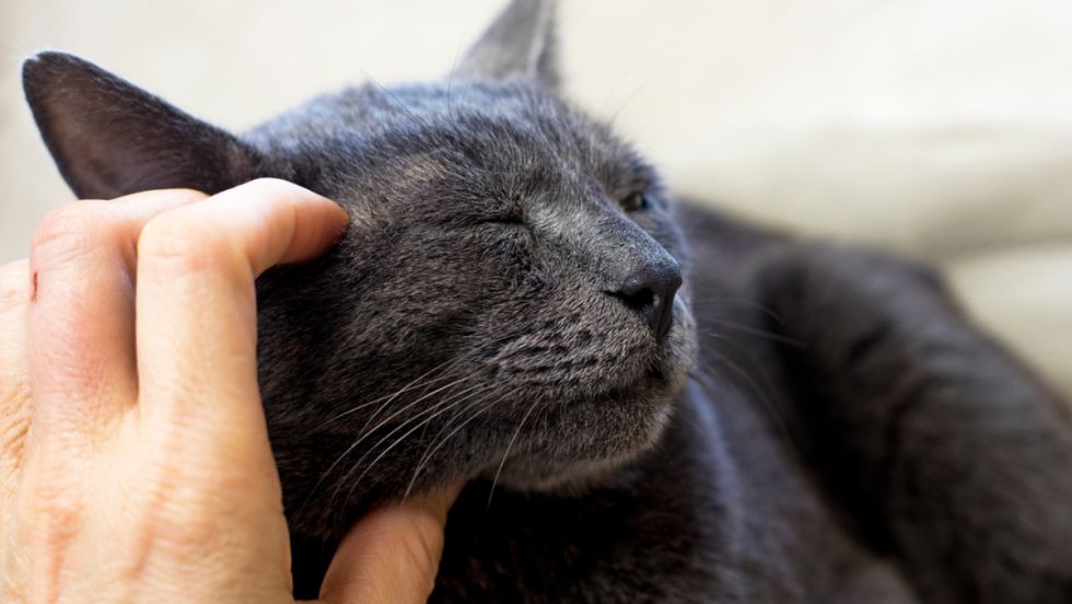 Mujer demanda a su esposo porque le da más atención a su gato que a ella