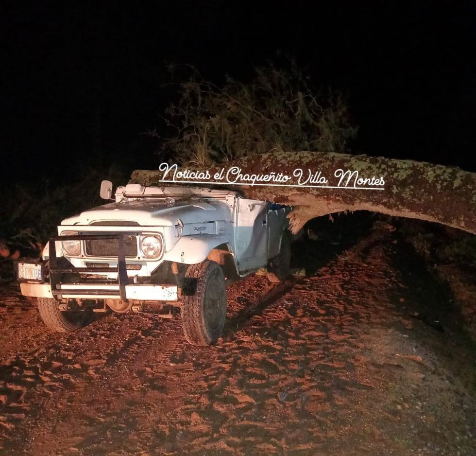 Tragedia en Navidad: Árbol cae sobre un auto en movimiento y deja dos personas fallecidas