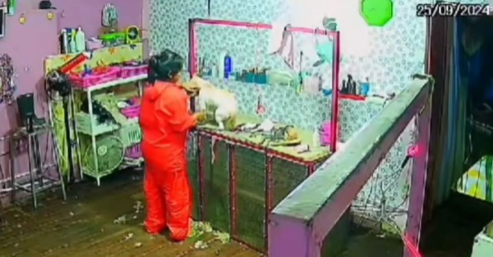 Surgen nuevos videos de cómo tratan a los perros en 'Mimados'