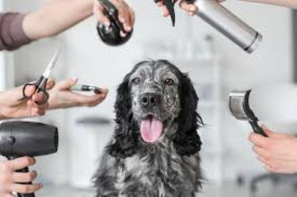 Una norma nacional regula a las peluquerías caninas