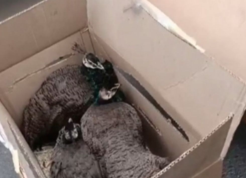 Aprehenden a un extranjero en La Paz por tráfico de vida silvestre: tres pavos reales y tres avestruces