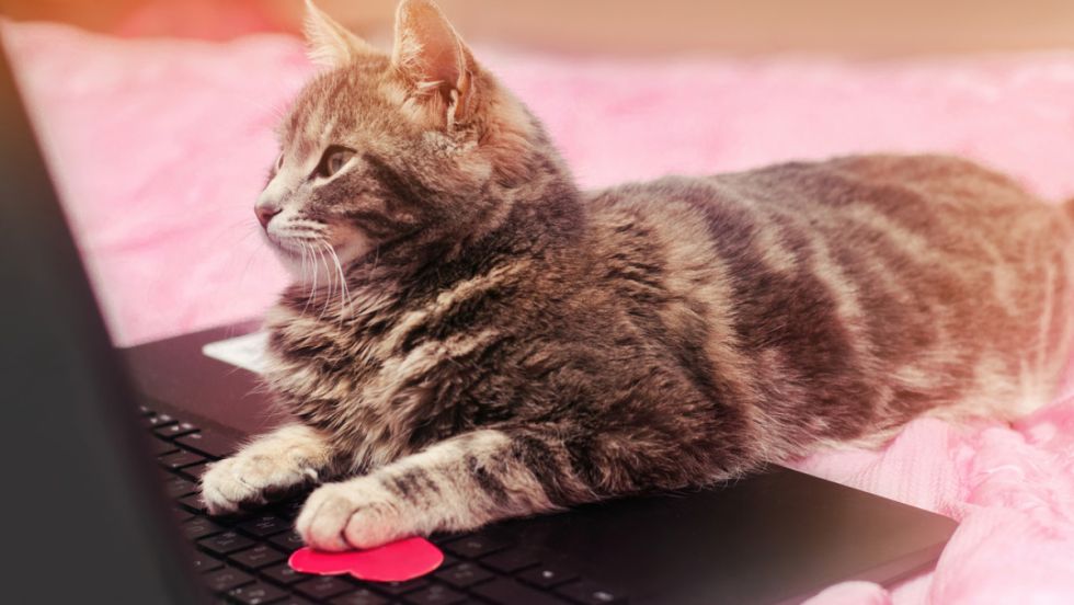 Una gata deja a su dueña sin trabajo ni bono anual al enviar una carta de renuncia