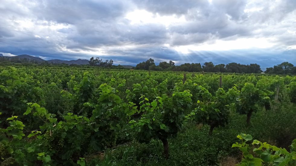 Viticultores descartan exportar uva a Paraguay este año