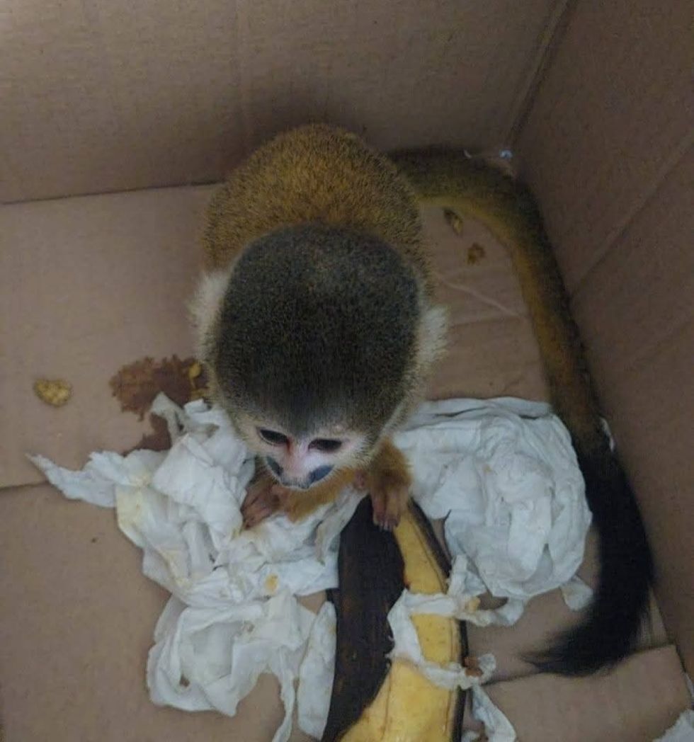 Lo investigan por presuntamente vender animales silvestres 