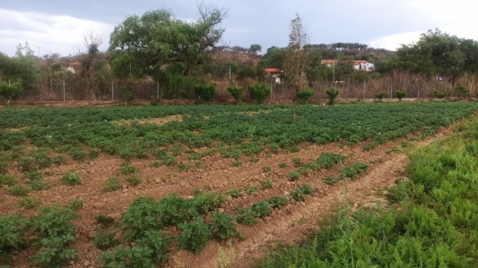 La sequía afecta cultivos y fuentes de agua en Tarija