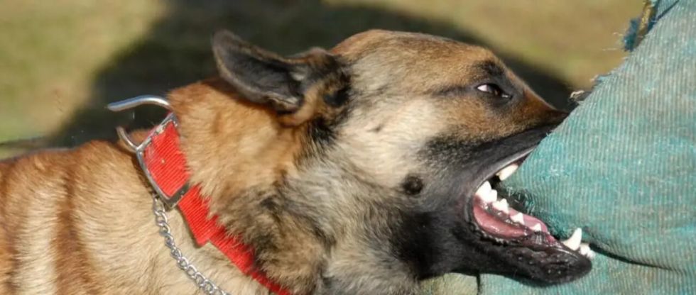 Perro ataca a un niño y le deja una severa lesión en la pierna