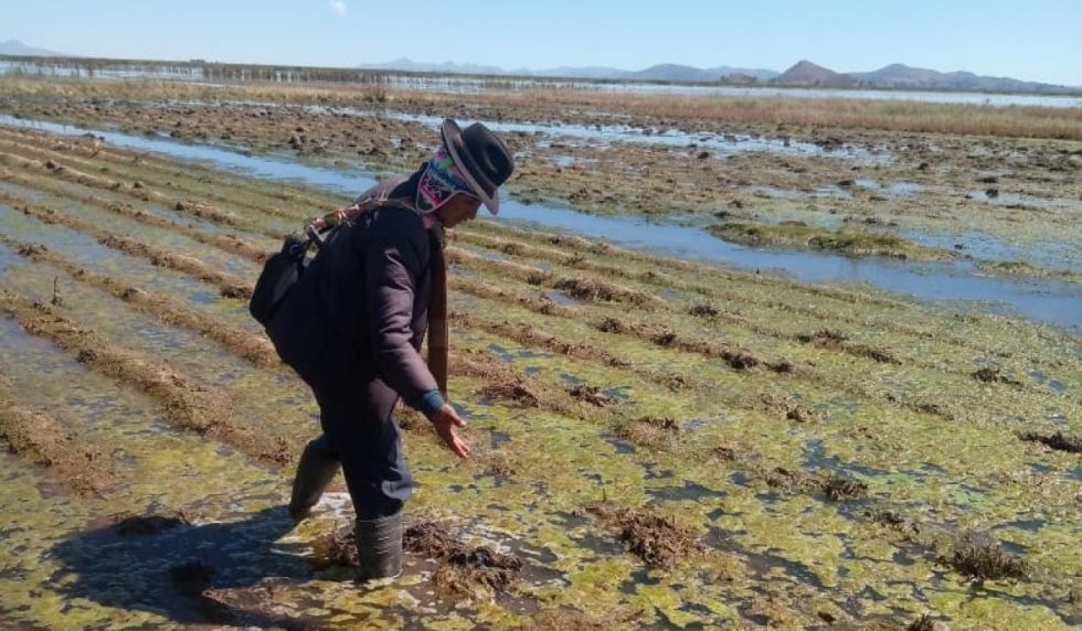 Lluvias afectan a 64.000 hectáreas cultivadas
