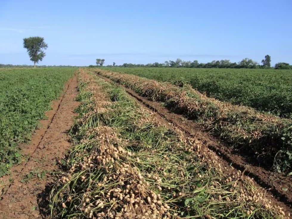 Lluvias afectan 90% de cultivos de maní y soya en el Gran Chaco