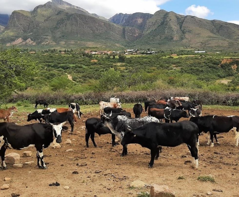 Padcaya: Productores de leche exigen subir precios