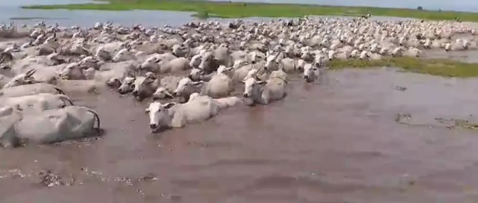 Más de 8.000 reses murieron por las lluvias e inundaciones en Beni y hay 516.000 en riesgo, advierten ganaderos
