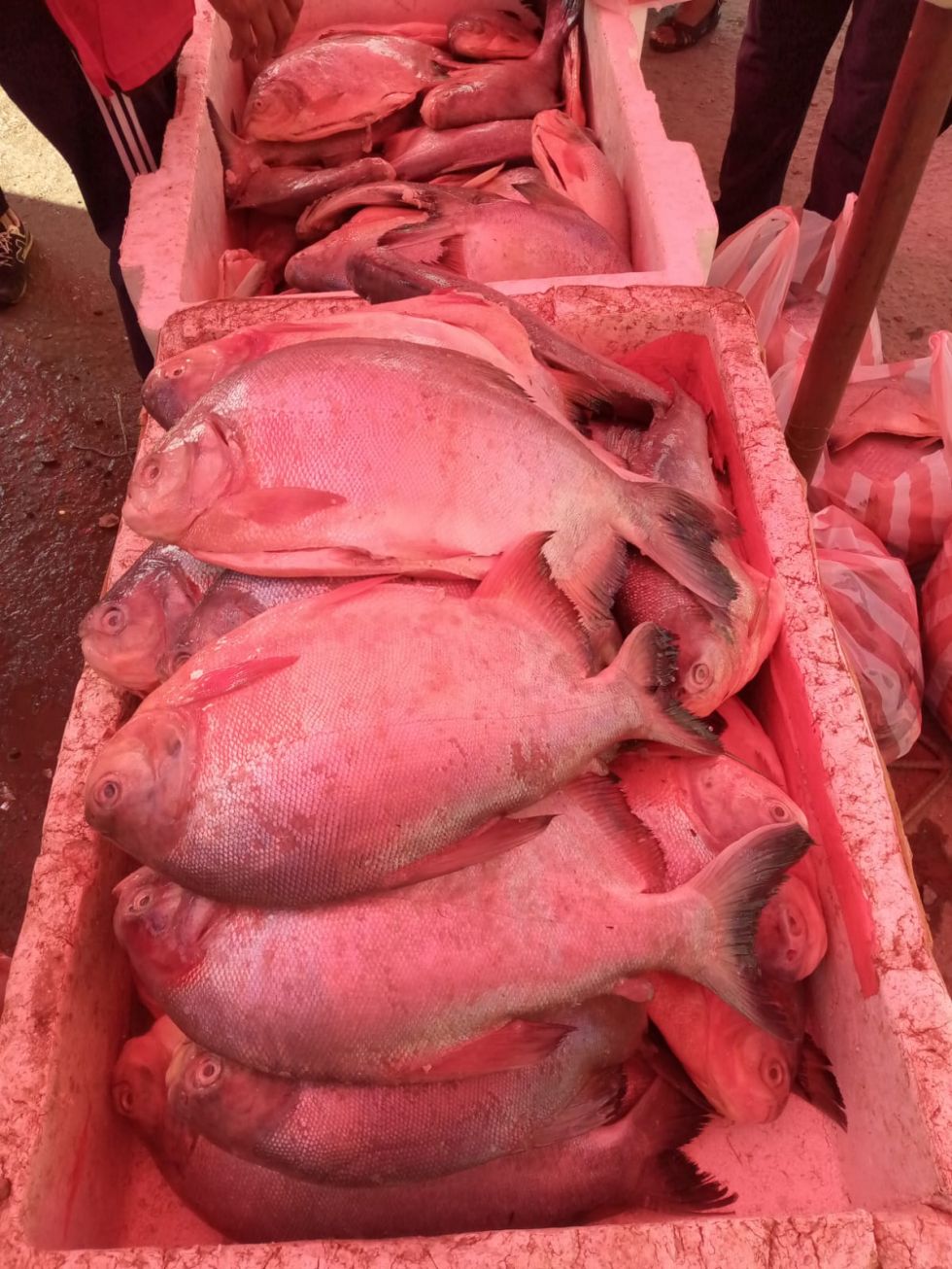 Suben los precios del pescado en Tarija en vísperas del Viernes Santo
