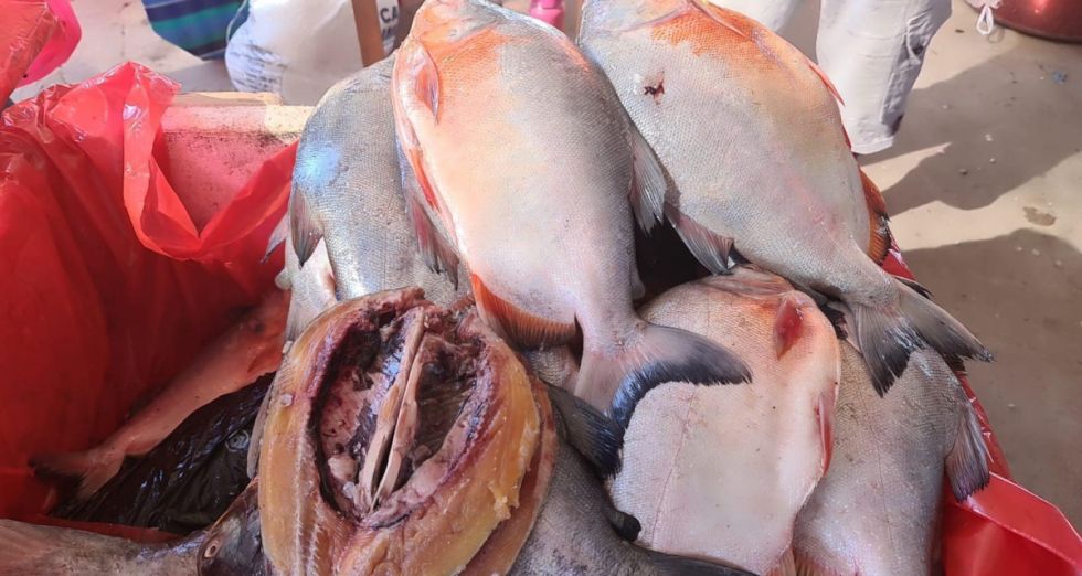 Precios altos, el pescado será un “lujo” en Semana Santa