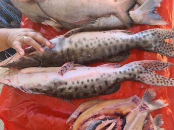 Indígenas ven injustificado incremento del pescado 