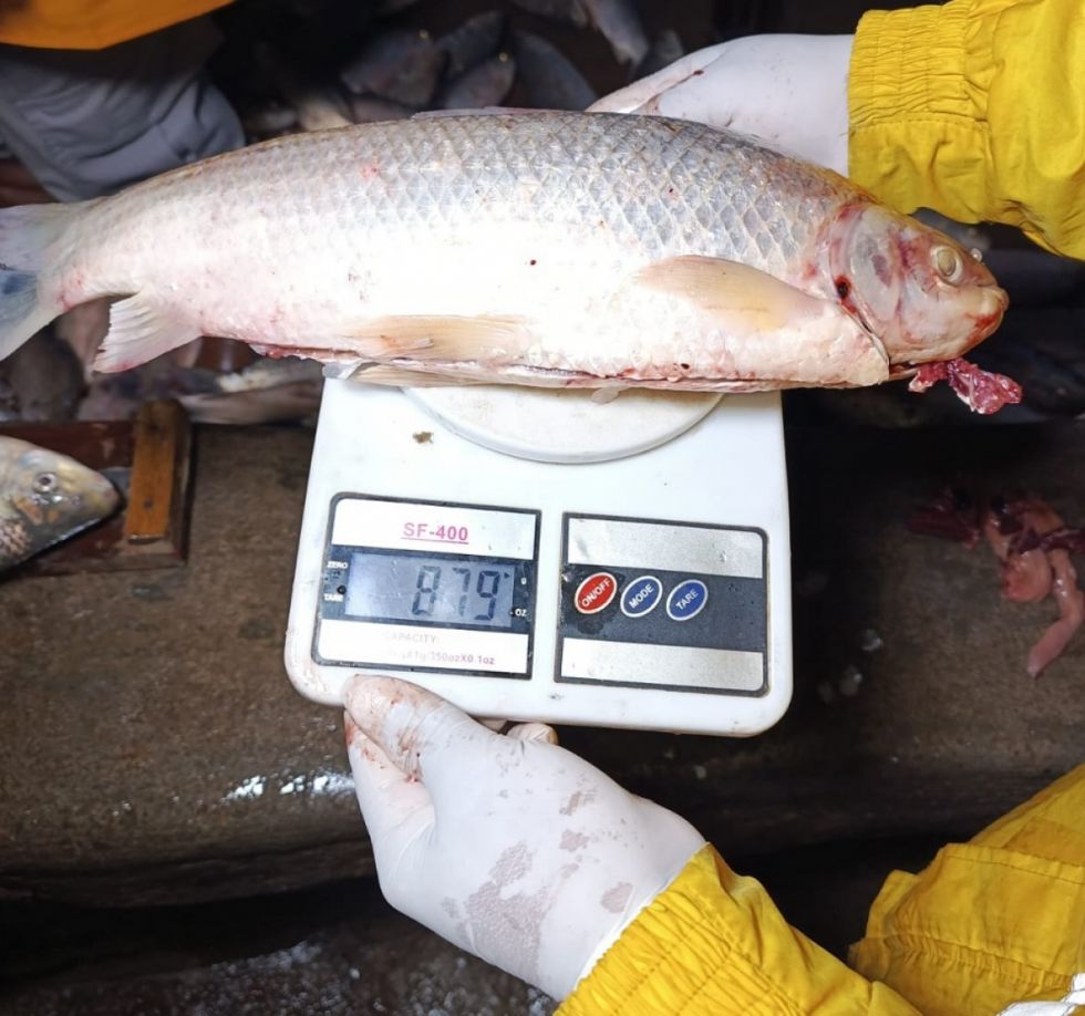 Autorizan la venta del sábalo del Pilcomayo