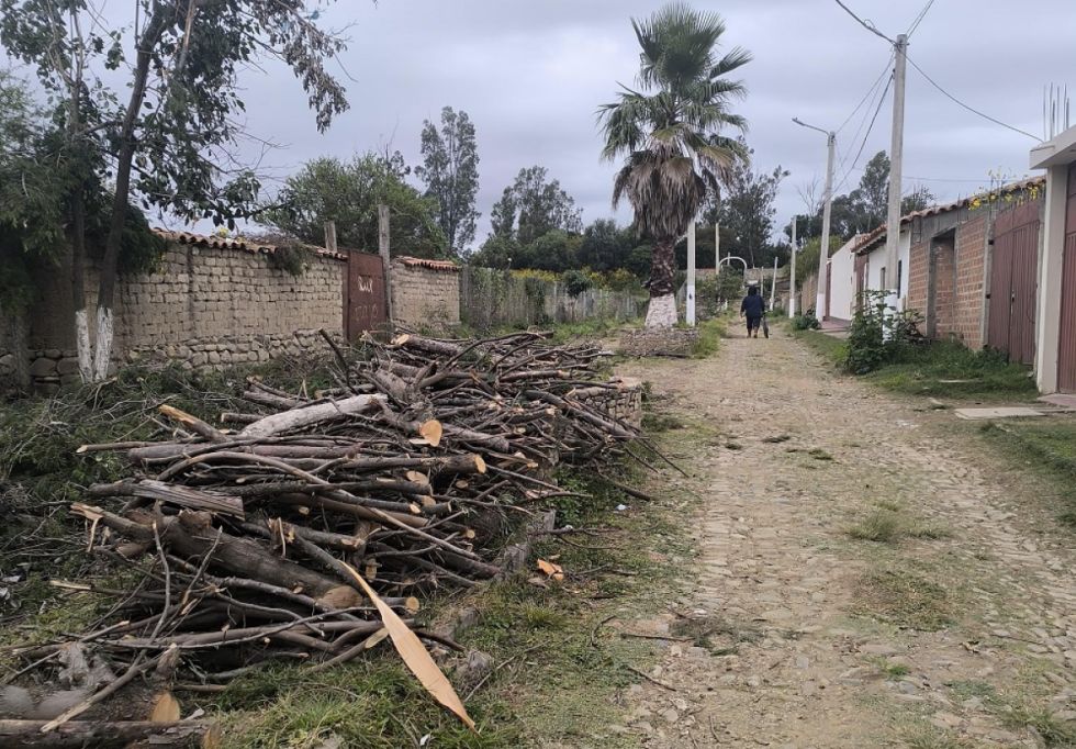 La Gobernación abre proceso por “masacre” de árboles en San Lorenzo 