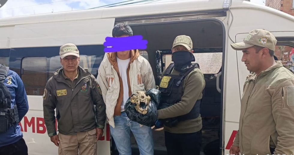 Aprehenden a joven que intentaba vender el cráneo de un jaguar en redes sociales