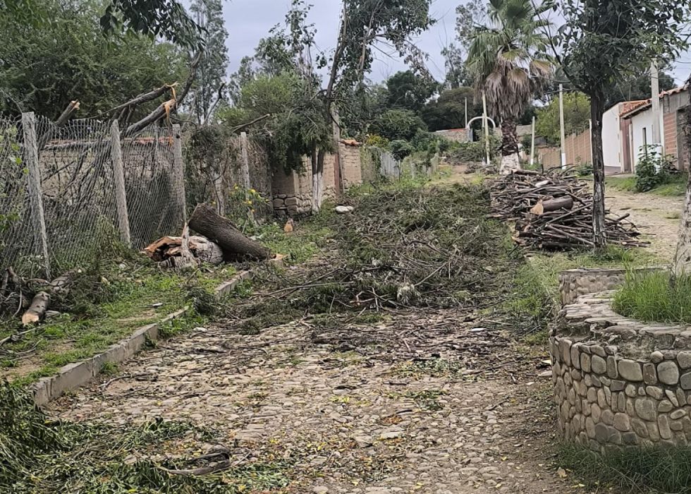 San Lorenzo: Alcaldía taló árboles para “embellecer” con enlosetado