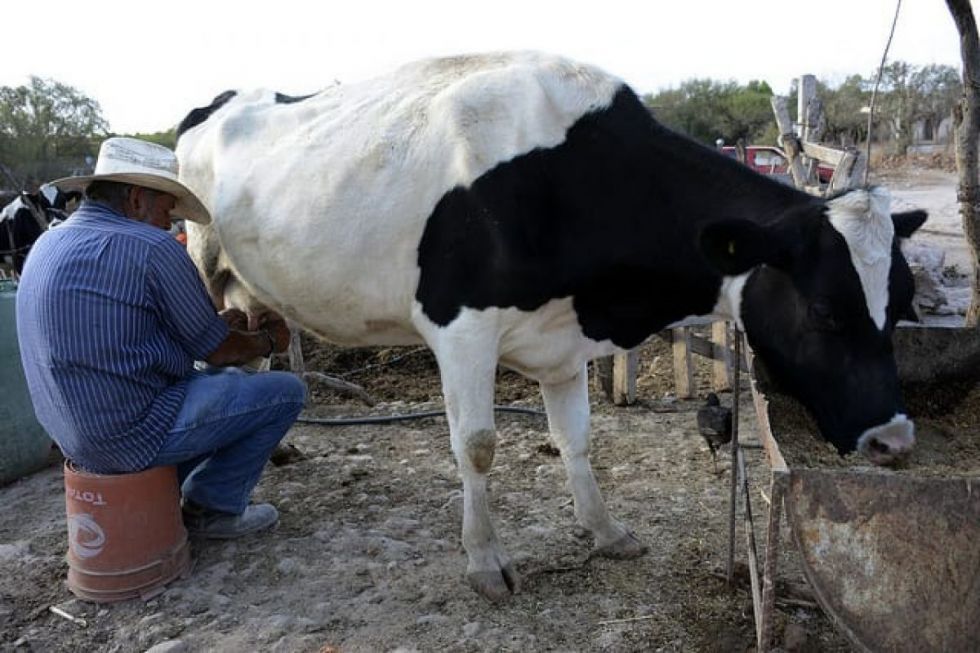 Autorizan incremento del precio de la leche en Bolivia