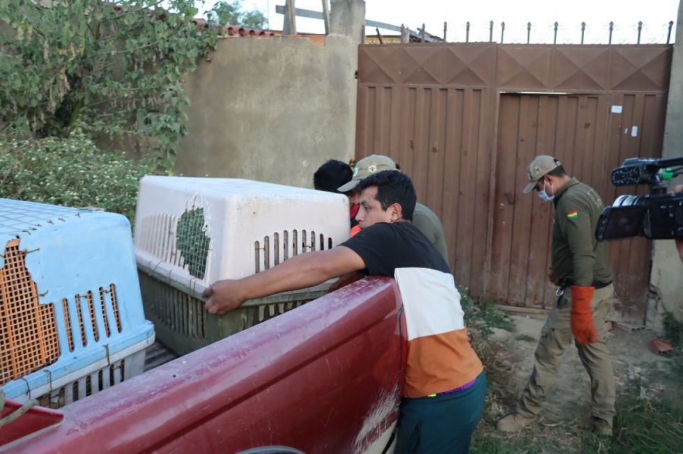 Tarija: 10 canes en observación tras muerte de la dueña