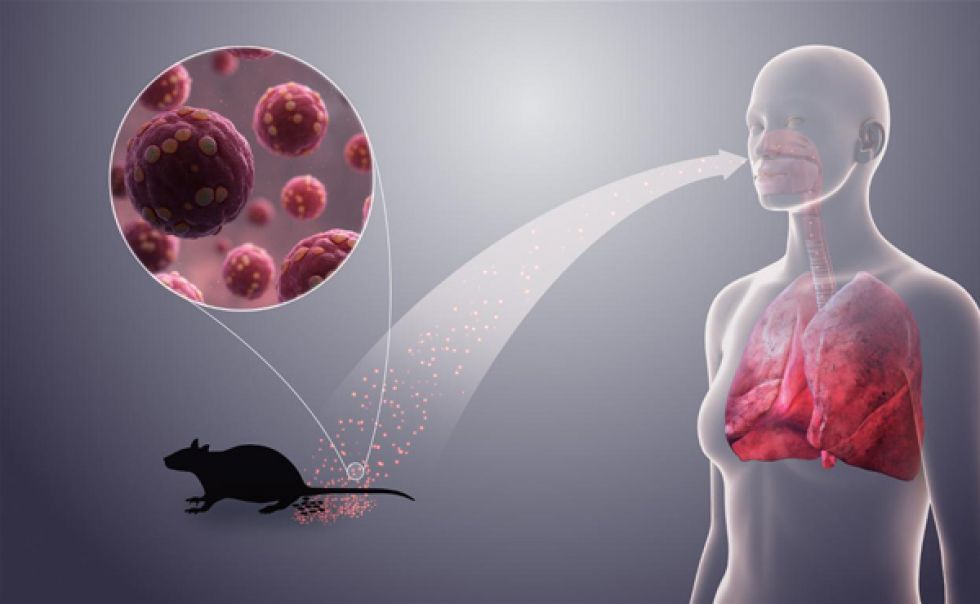 Confirman primer fallecimiento por hantavirus en Tarija