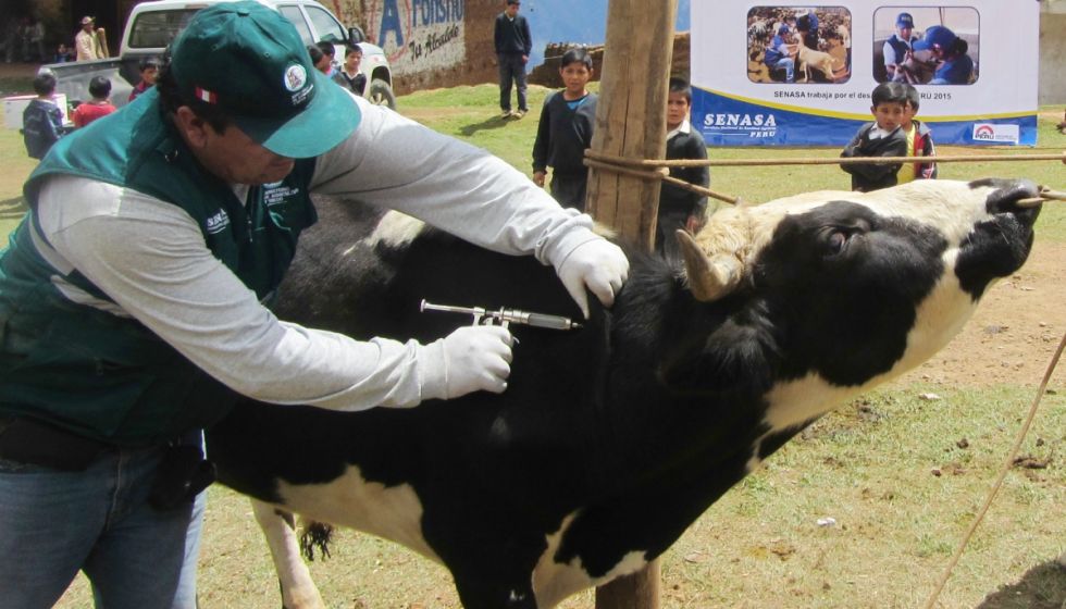 Carbunco, la bacteria que acecha al ganado en Tarija