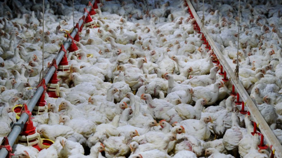 China suspende las compras de pollo a Brasil por esta razón