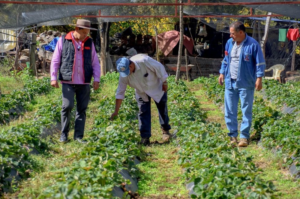 La Alcaldía verifica avances en la producción de frutilla